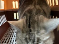 -宠颐生猫科·内科皮肤科(西平世纪城店)