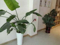 -Dr.林醫生产后修复·配方产康店(南京大厂店)
