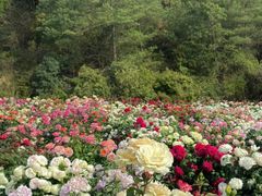 -昆明春城湖畔度假村