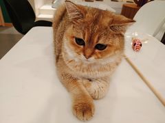 -飞行喵MR PILOT|猫舍·猫咖(静安大融城店)