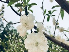 -南国桃园旅游度假区