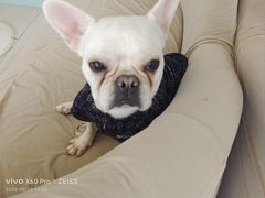 -怪兽屋·羊驼·猫咖·狗咖(俊华广场店)