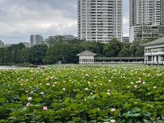 -荔湾湖公园
