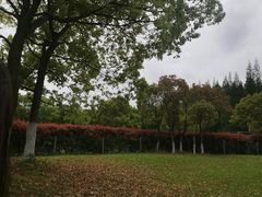 -东平国家森林公园