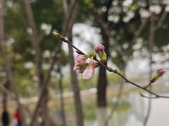 -西北湖绿化广场