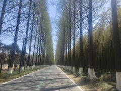 -黄海国家森林公园