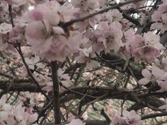 -桃花堤公园