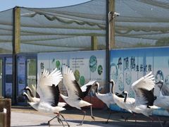 -盐城丹顶鹤湿地生态旅游区