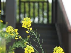 -莲花岛景区