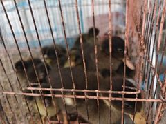 -中环花鸟鱼虫市场