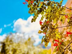 -叶叶菩提(太原别墅店)