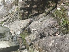 -九龙江国家森林公园