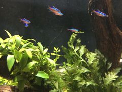 -中环花鸟鱼虫市场