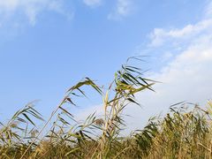 -苏州太湖湖滨国家湿地公园