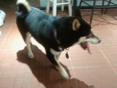 -柴犬高等学院·狗咖·柴犬售卖·宠物训练