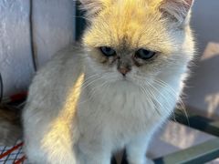 -喵屿·大理花园猫咖