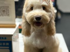 -宠宠熊宠物美容(星湖街店)