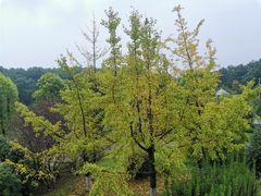 -铁山坪森林公园