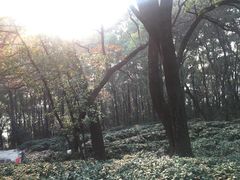 -灵岩山风景区