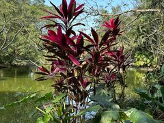 -海南热带野生动植物园