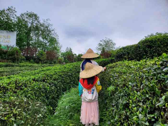 青城道茶觀光園-