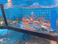 -四川小胡子海鲜(丁村万人海鲜广场店)