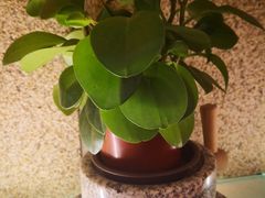 -九转小磨·非遗东北菜(万达广场店)