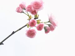 -天适樱花悠乐园