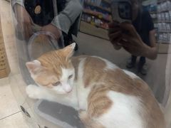 -艾贝尔宠物医院·狂犬免疫点(江山金象城店)
