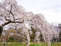 -京都御所