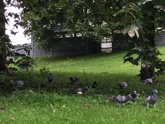 -维格兰雕塑公园
