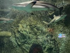 -太平洋海底世界