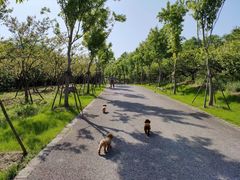 -上海海湾国家森林公园