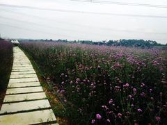 -紫颐香薰山谷景区