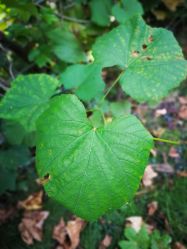 -圣露庄园·草坪婚礼·宴会厅·会议