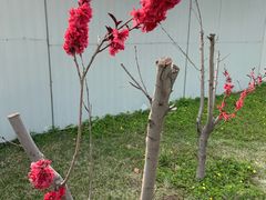 -武清南湖绿博园