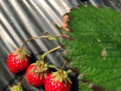 -胜丰草莓采摘园