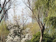 -新虹桥中心花园