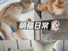 -御宝贝24h宠物医院·转诊中心·CT核磁血透中心(厦门总院)