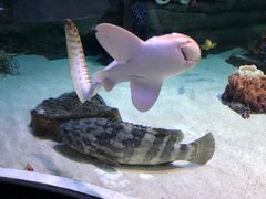 -迪拜水族馆及水下动物园