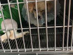 -美联众合宠物医院·爱萌分院·内外科·猫科中心