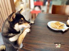 -柴源莊·柴小宠柴犬咖啡