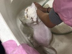 -多卡布奇宠物生活馆(上林世家店)