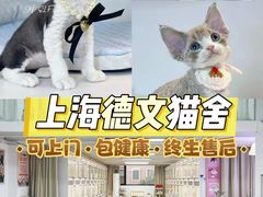 -车接车送·寄养洗护·德文猫舍(大宁店)