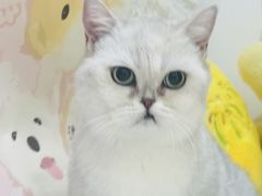 -车接车送·寄养洗护·德文猫舍(大宁店)