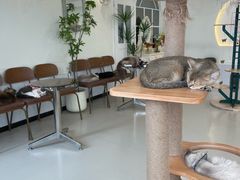 -共舞时光猫咖·狗咖(新街口店)