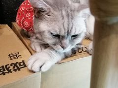 -猫色咖啡·猫咖