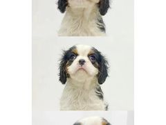 -萌宠之家·腊肠犬·马尔泰·小体犬舍