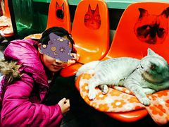 -猫咪博物馆(顶澳仔猫街店)