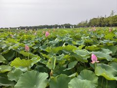 -嘉北郊野公园